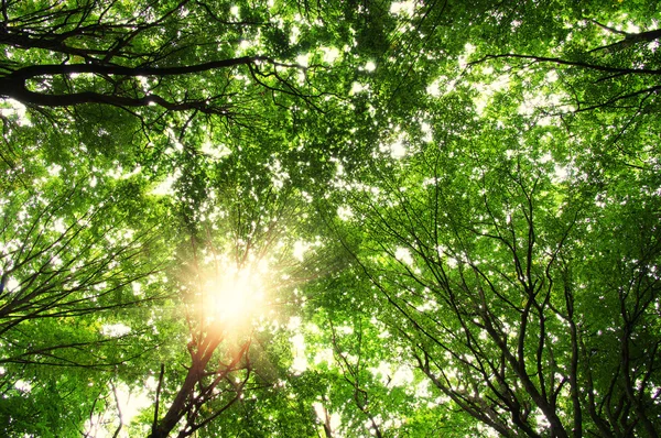 Arbres dans une forêt — Photo