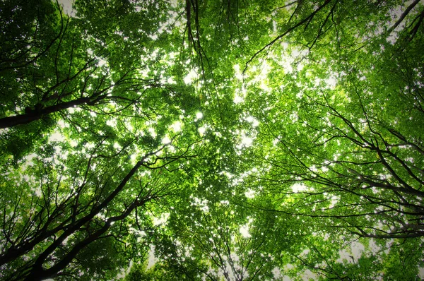 Bomen in een bos — Stockfoto