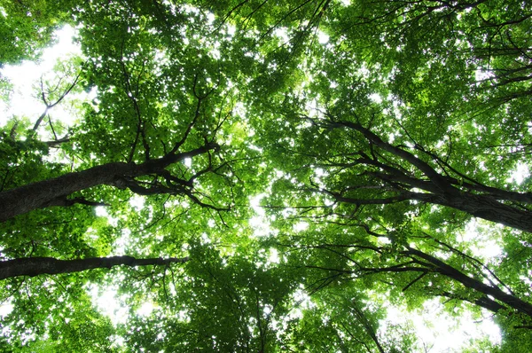 Árboles en un bosque — Foto de Stock