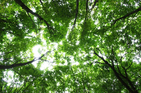 Bomen in een bos — Stockfoto