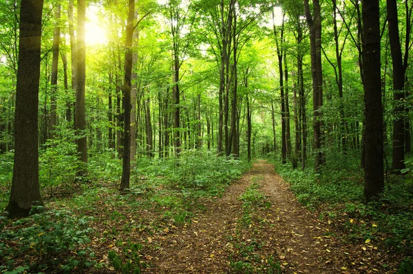 Árvores em uma floresta — Fotografia de Stock