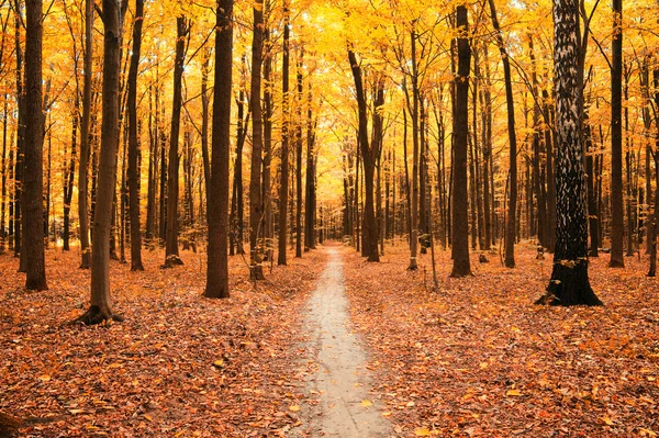 Árvores em uma floresta — Fotografia de Stock