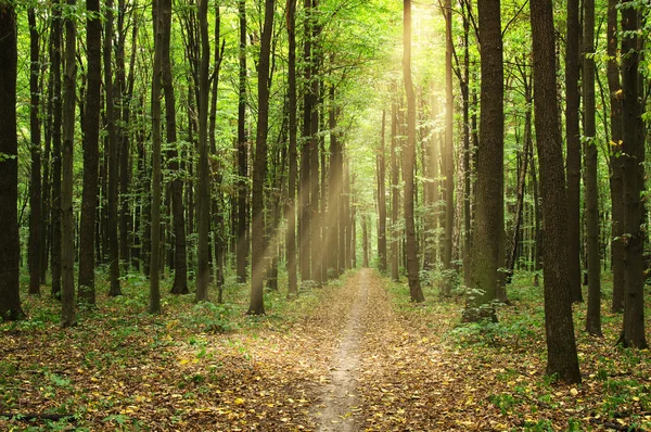 Träd i en skog — Stockfoto