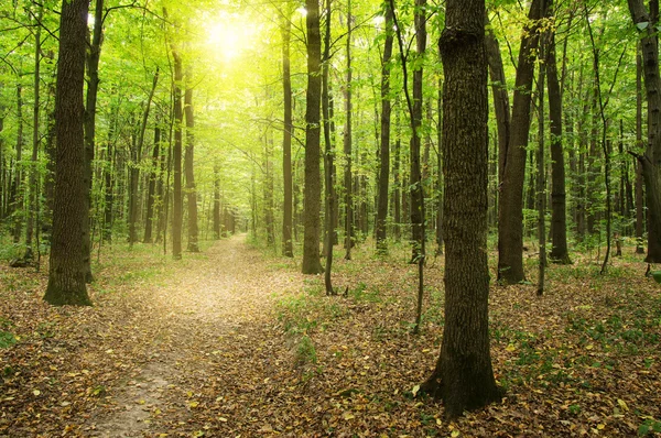 Árvores em uma floresta — Fotografia de Stock