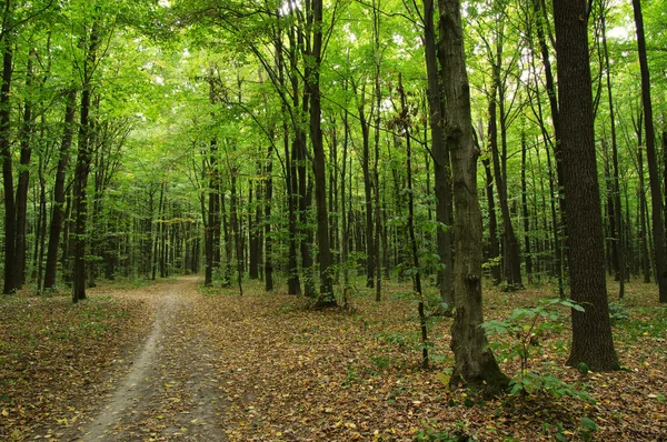 Träd i en skog — Stockfoto