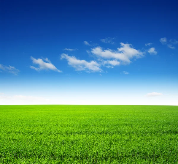Veld van groen gras — Stockfoto