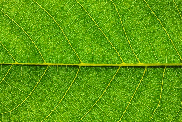 Gros plan de la texture des feuilles vertes — Photo
