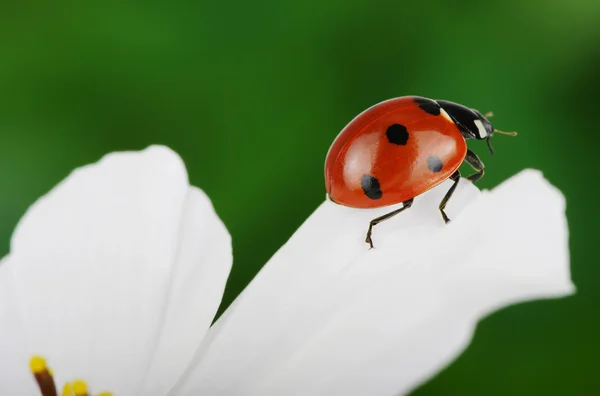 Coccinelle et fleur — Photo