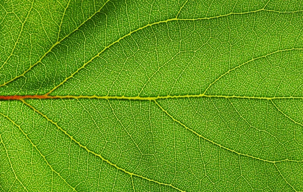 Zblízka zelené listové textury — Stock fotografie