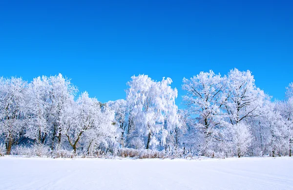 霜雪树 — 图库照片
