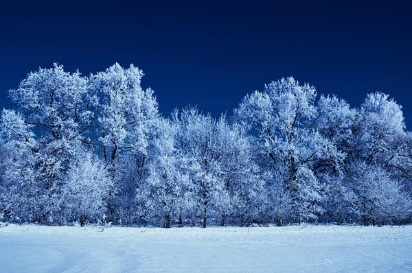 Árboles helados en la nieve — Foto de Stock