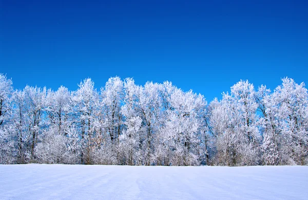 Arbres givrés dans la neige — Photo