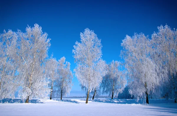 Frostad träd i snö — Stockfoto