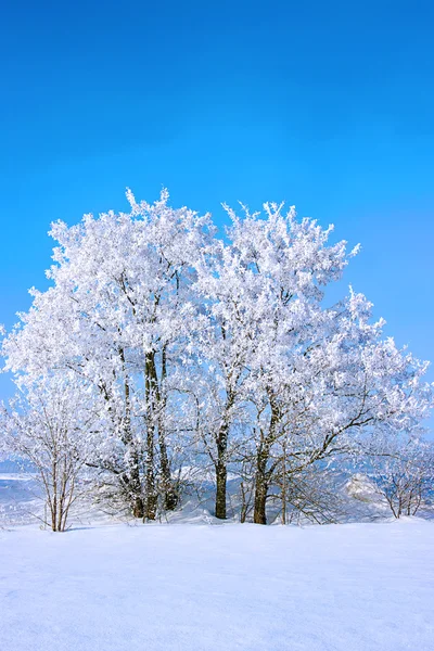 Alberi ghiacciati nella neve — Foto Stock