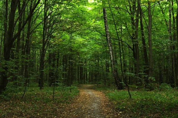 Bomen in een bos — Stockfoto