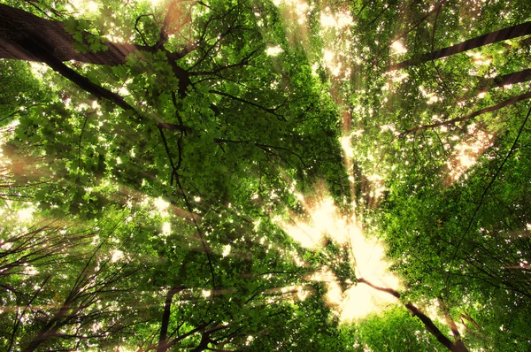 森林与阳光 — 图库照片