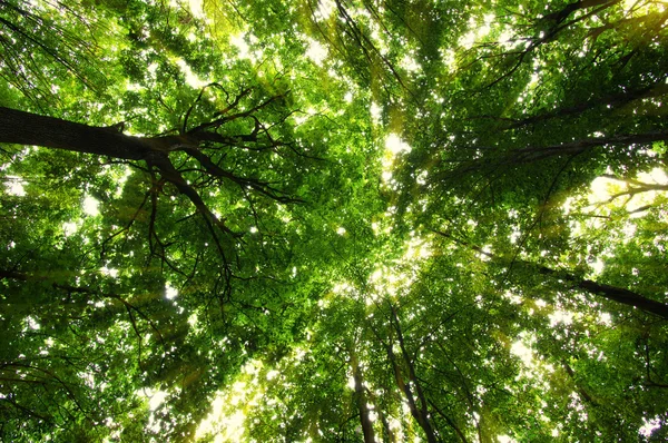 Bosque con luz solar —  Fotos de Stock