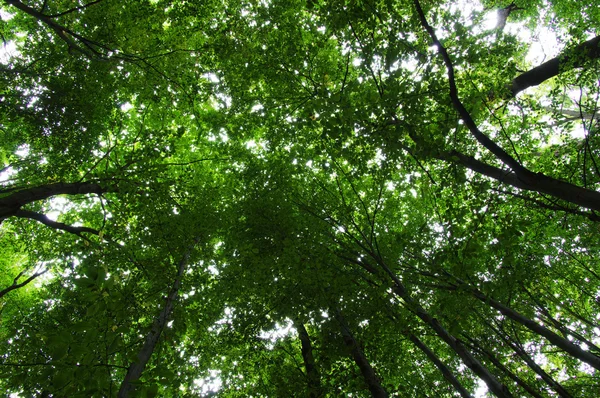 Árboles en un bosque — Foto de Stock