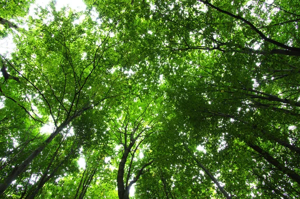 Árboles en un bosque — Foto de Stock