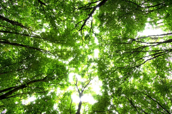 Trær i en skog – stockfoto