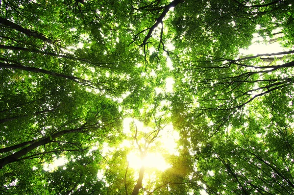 Bosque con luz solar —  Fotos de Stock
