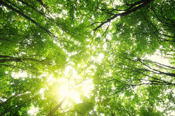 Foresta con luce solare — Foto Stock