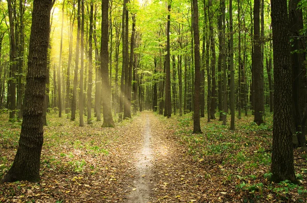 Floresta com luz solar — Fotografia de Stock