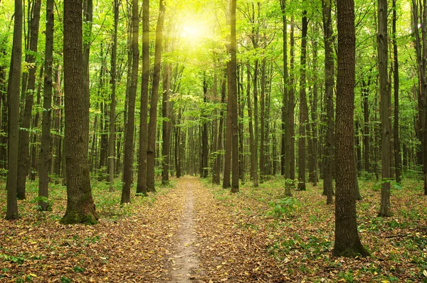 Güneş ışığı ile orman — Stok fotoğraf