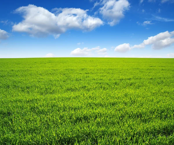 Field of green grass — Stock Photo, Image