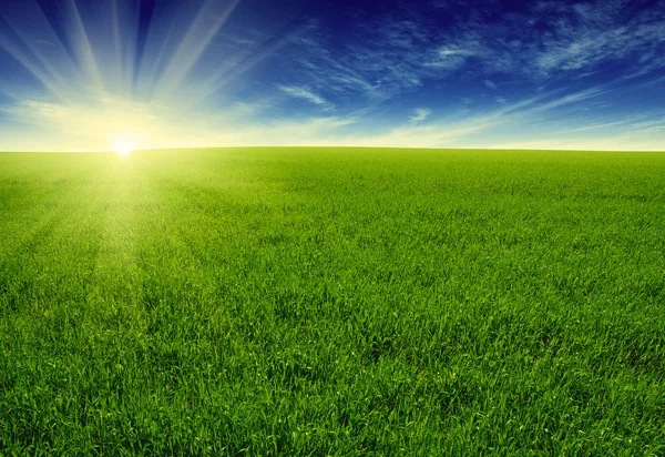 Field and sun — Stock Photo, Image