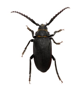 Siyah böcek beyaz üzerine izole edilmiş.