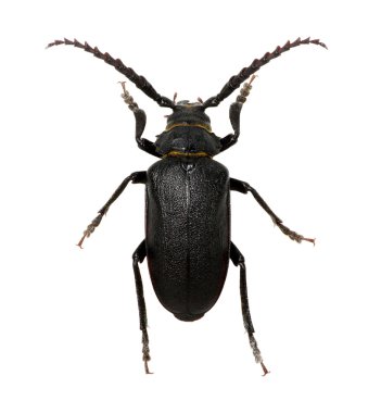 Siyah böcek beyaz üzerine izole edilmiş.