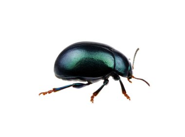 yeşil böcek üzerinde beyaz izole