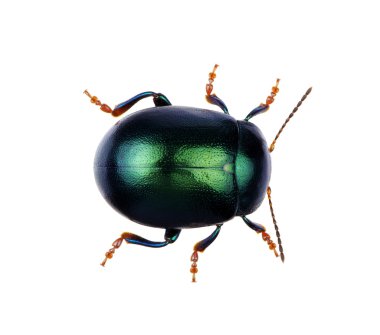 yeşil böcek üzerinde beyaz izole