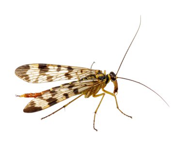 Sivrisinek üzerinde beyaz izole