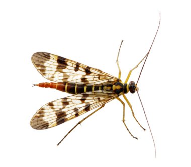 Sivrisinek üzerinde beyaz izole