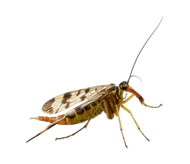 Sivrisinek üzerinde beyaz izole