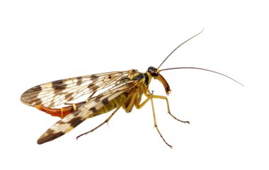 Sivrisinek üzerinde beyaz izole