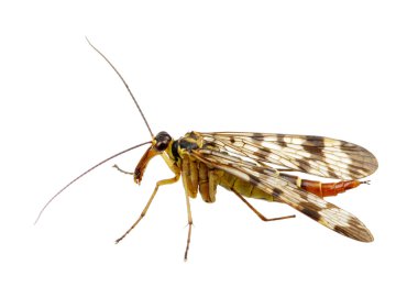 Sivrisinek üzerinde beyaz izole