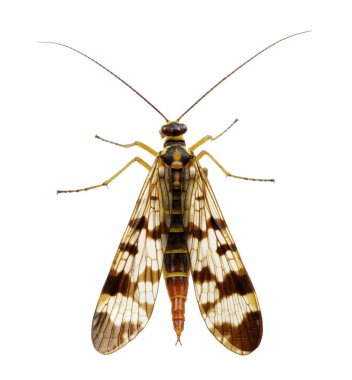 Sivrisinek üzerinde beyaz izole