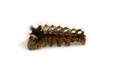 beyaz izole tırtıl