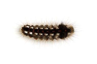 beyaz izole tırtıl