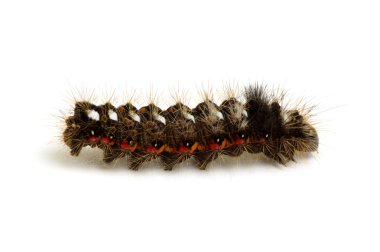 beyaz izole tırtıl