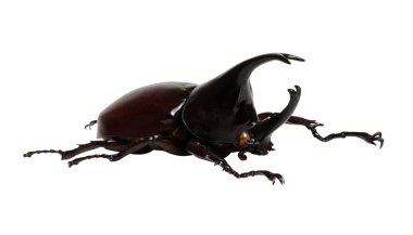 Beyaz Geyik böceği