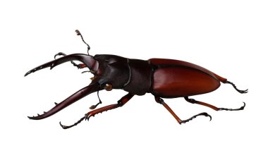 Beyaz Geyik böceği