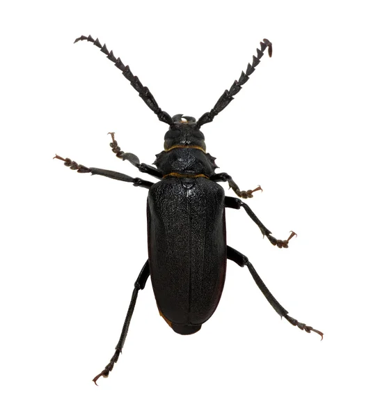 Black beetle isolated on white — Stock Photo, Image