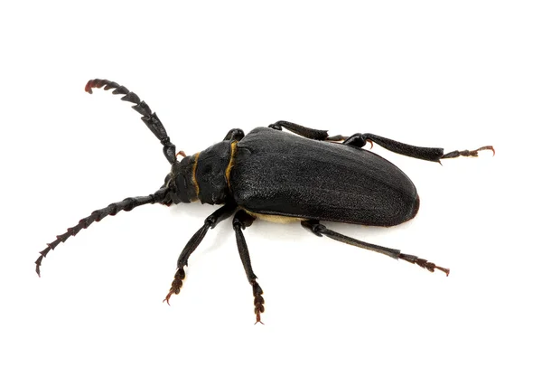Black beetle isolated on white — Stock Photo, Image