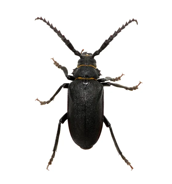 Black beetle isolated on white — Stock Photo, Image