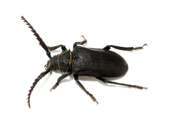 Black beetle isolated on white — Stock Photo, Image