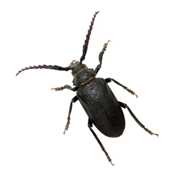 Black beetle isolated on white — Stock Photo, Image